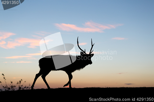 Image of Silhouette of deer at sunset