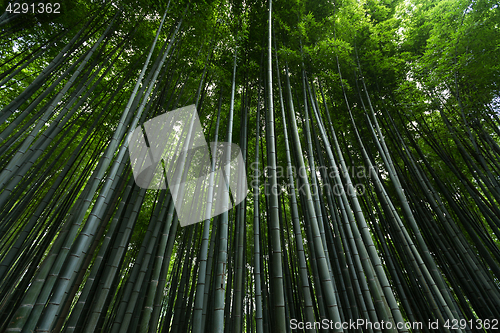 Image of Japan bamboo forest