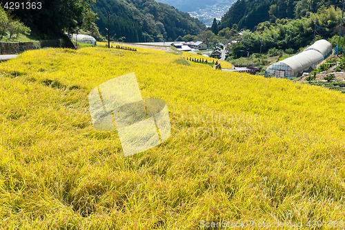 Image of Autumn rice field