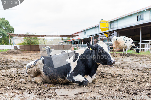 Image of Cow resting inside the gate