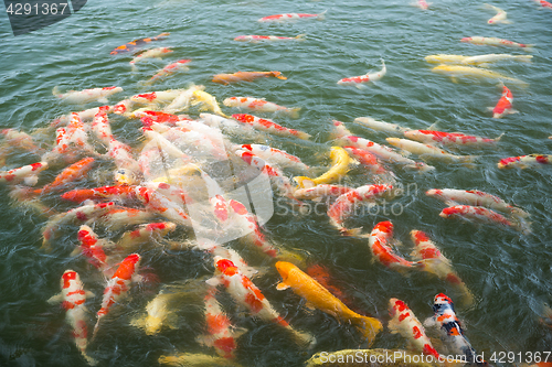 Image of Japanese Koi fish in pond