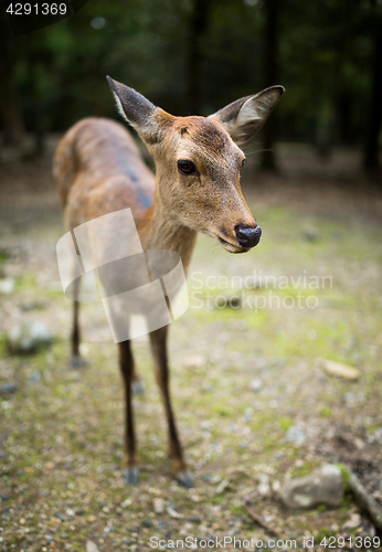 Image of Roe deer in Nara park