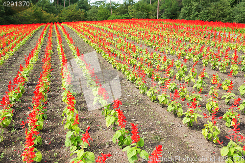 Image of Salvia field