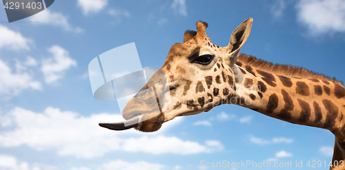 Image of giraffe showing tongue