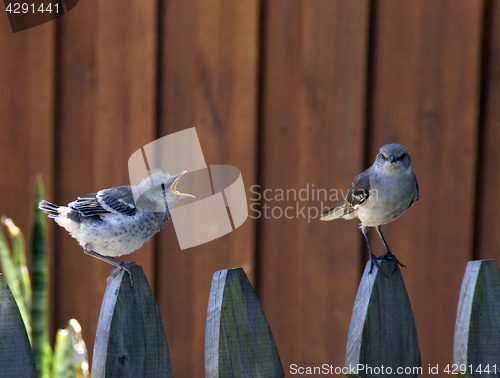 Image of baby chick squawking at parent mockingbird