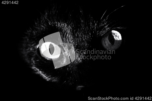 Image of black cats eyes