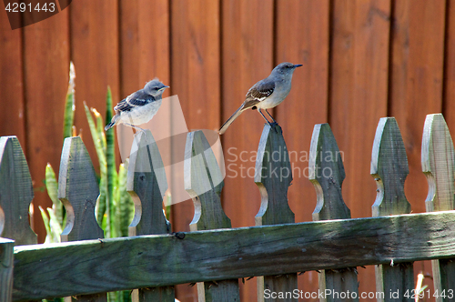 Image of Northern Mockingbird and chick