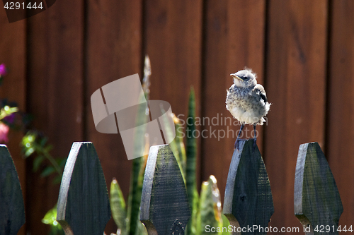 Image of Northern Mockingbird chick on fence