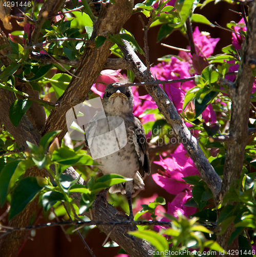 Image of Baby Northern Mockingbird in tree