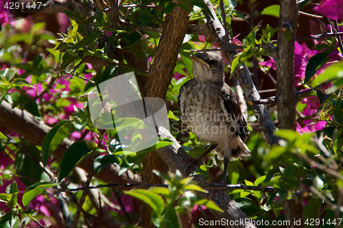 Image of Baby Northern Mockingbird in bougainvillea bush