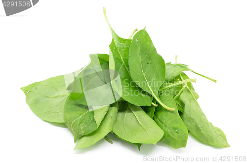 Image of Matrimony vine leaf