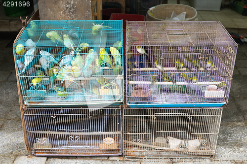 Image of Canary Birds in Cages