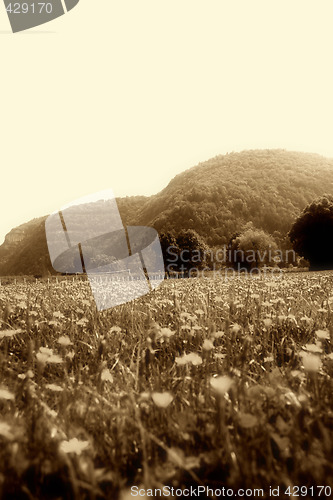 Image of Flowers landscape