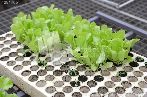 Image of Salad Seedlings