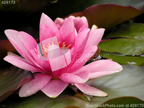 Image of Water lilly 1