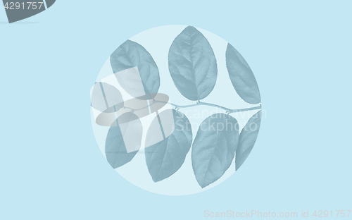 Image of faded leaves over blue background