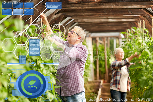 Image of senior couple working at farm greenhouse