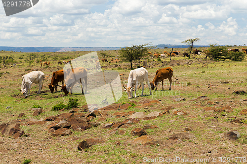 Image of cows grazing in savannah at africa