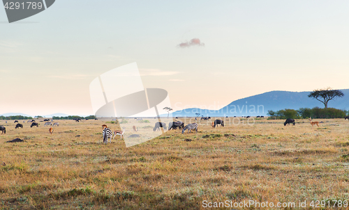 Image of group of herbivore animals in savannah at africa