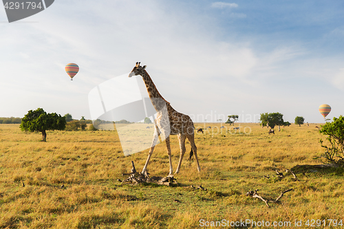 Image of giraffe and air balloons in savannah at africa