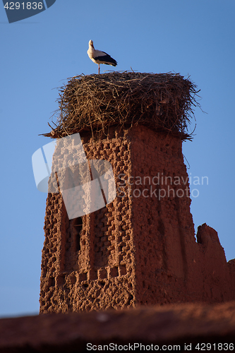 Image of Stork on the old kasbah tower, Morocco.