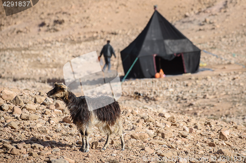 Image of Young goat in Atlas Mountains, Morocco