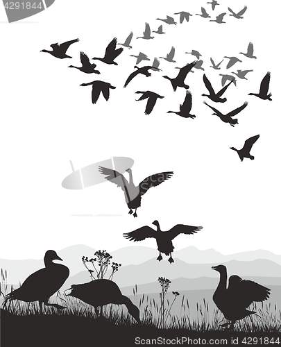 Image of Geese - winged migration