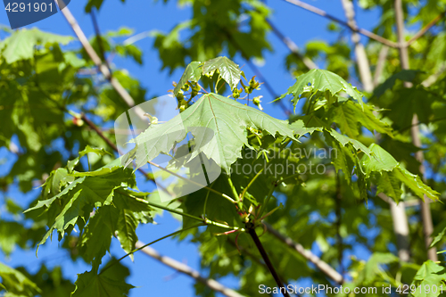 Image of maple tree in the spring