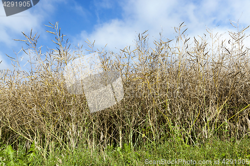 Image of maturing field with rape