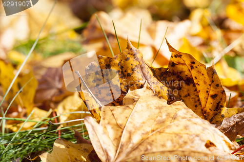 Image of The fallen maple leaves