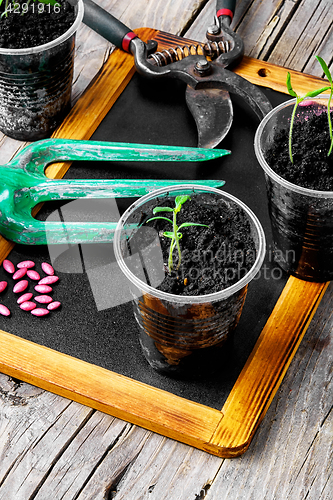 Image of Plant seeds and seedlings