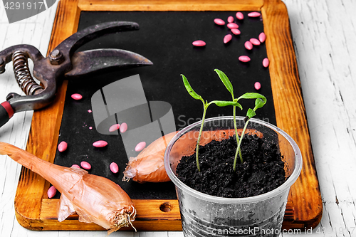 Image of Plant seeds and seedlings