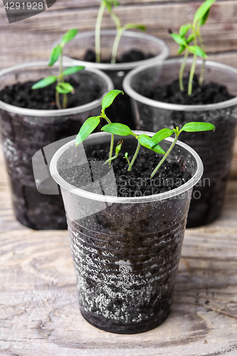 Image of Seedling in plastic cup