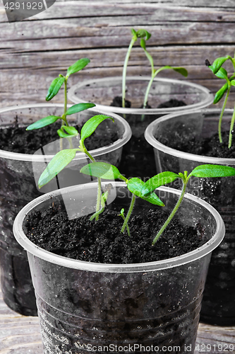 Image of Seedling in plastic cup