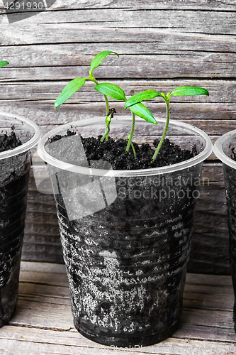 Image of Seedling in plastic cup