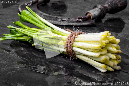 Image of Bunch of fresh wild garlic