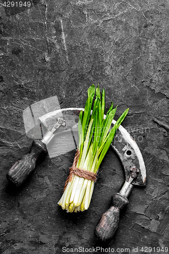 Image of Bunch of fresh wild garlic