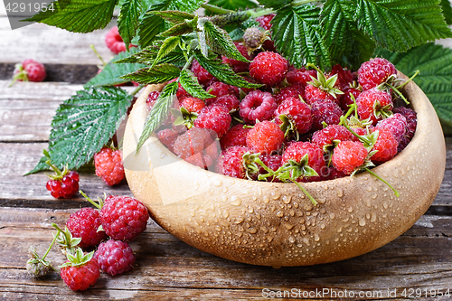 Image of Harvest ripe raspberries
