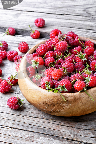 Image of Harvest ripe raspberries