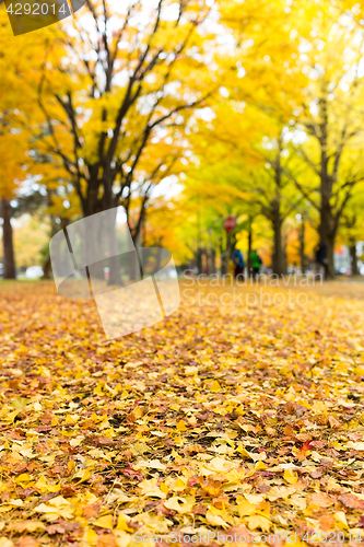 Image of Golden leaves of gingko tree