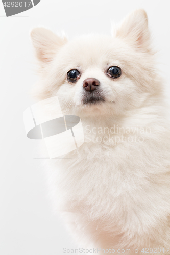 Image of Pomeranian