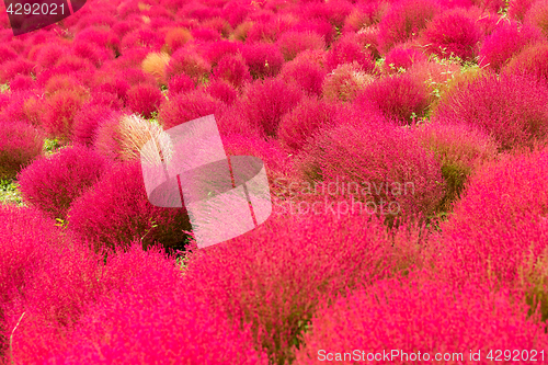 Image of Red Bassia scoparia garden