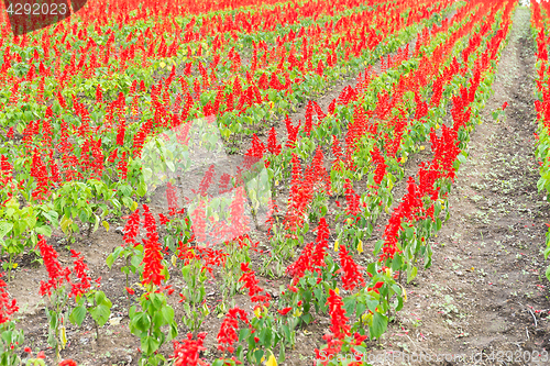 Image of Salvia field,Tottori hanakairo Flower park