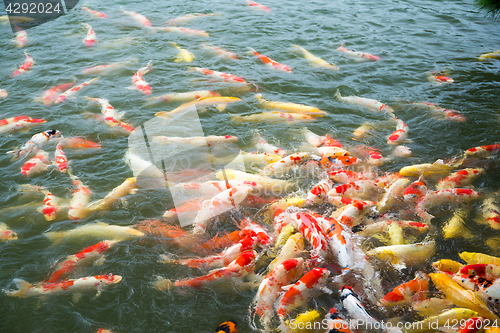 Image of Koi fish