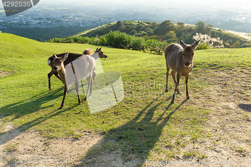 Image of Deer at mountain