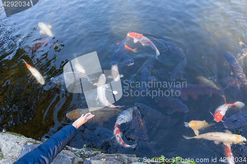 Image of Feeding koi fish