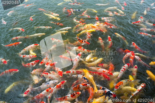 Image of Colorful Koi fish pond