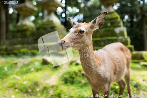 Image of Deer in Japanese temple