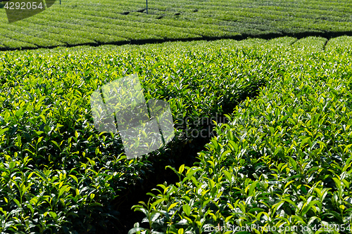 Image of Green tea farm