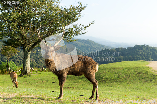 Image of Wild stag deer